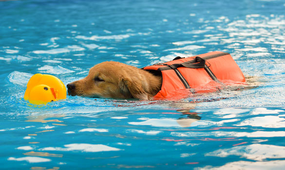 Free Puppy Swim Lessons