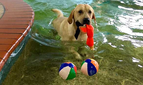 Dog Daycare Houston TX