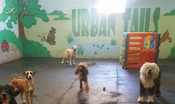 Dog Daycare Houston TX