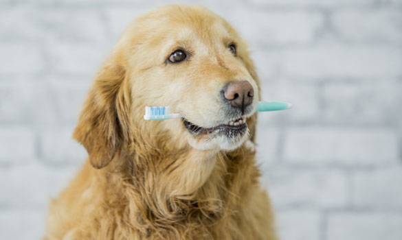 Doggy Dental Days