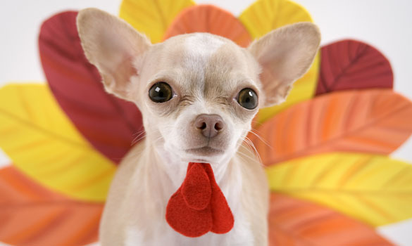 Thanksgiving Day Dinner