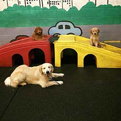 Indoor Dog Swimming Pool Houston TX