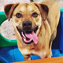 Dog Daycare Houston TX