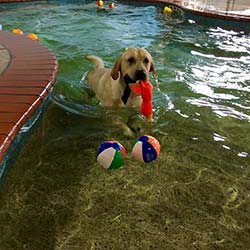 Dog Swimming Pool Houston TX